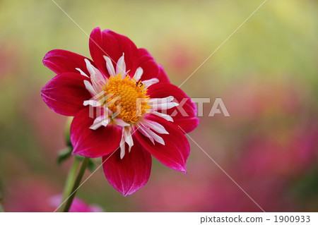 dahlipinnata, dahlia, dahlias 1900933