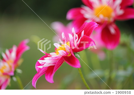 dahlipinnata, dahlia, dahlias 1900938