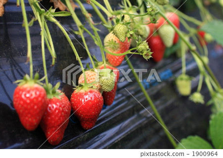 一個草莓 1900964