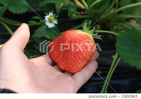 草莓採摘 1900965