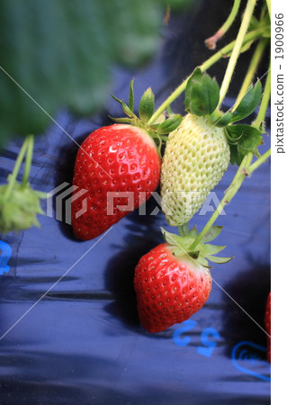 一個草莓 1900966