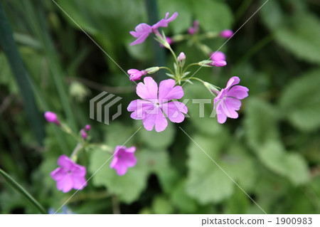 Primula Primula 1900983