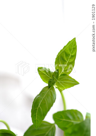 basil   1901129