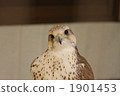 Saka hayabusa squeezing the neck 1901453