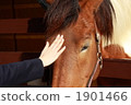 I stroke a horse. 1901466