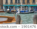 gull, sea gull, bird 1901476