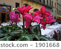 botanic, botanical, plant 1901668
