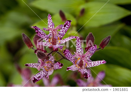 台灣Hototogis 2 1901881