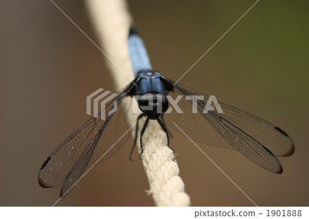 男性在適合繩索的繩索 1901888