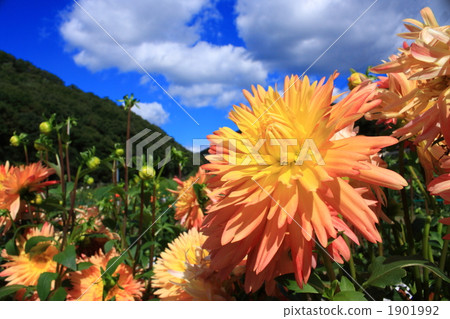 橙色大麗花和藍天 橙色大麗花和藍天 1901992