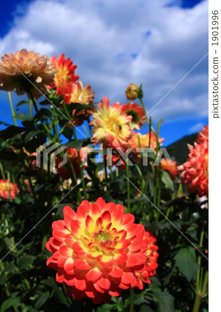 Dahlia of Orange 1901996