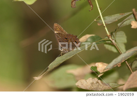 Black lizard Black lizard 1902059