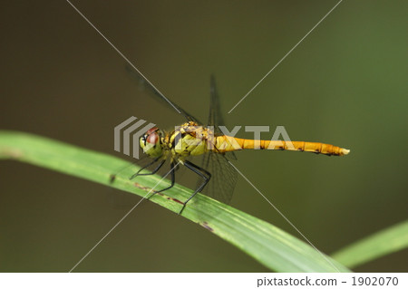 Immature male male 1902070
