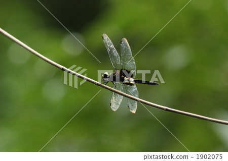 Male of Kosia kimitonbo 1902075