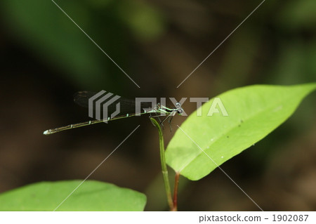 The female of the monoshaft The female of the monoshaft 1902087