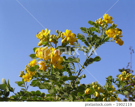 Soba of Soba Soba of Soba 1902119