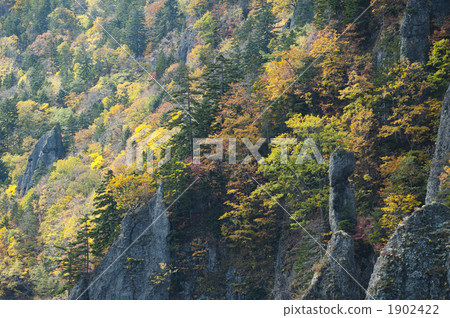 Autumn leaves (Toyohira Gorge) 1902422