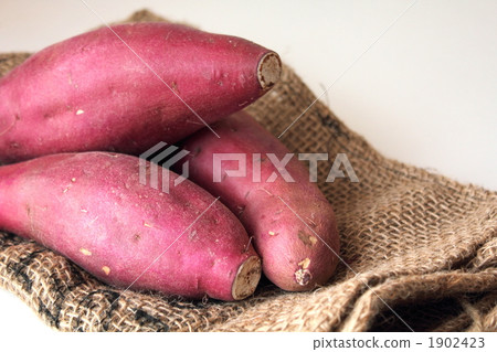 Sweet potato 1902423