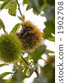 Chestnut  1902708