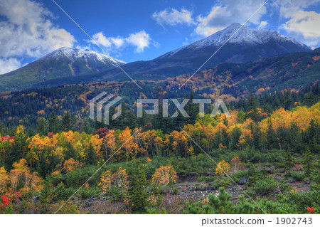 Kaidake stand Yellow leaves and Biei 1902743