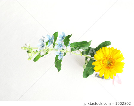 Blue star and small arrangement of carvera 1902802