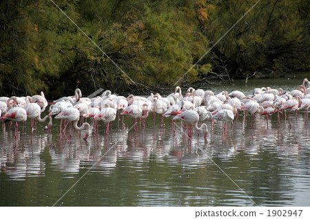 Flamingo of Camargue 1902947