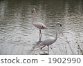 卡馬格的火烈鳥 1902990