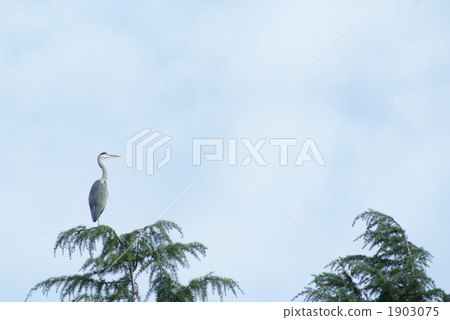 Senba's long neck 1903075