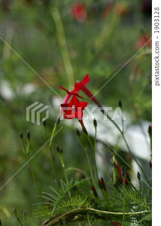 Scarlet grass red rice Scarlet grass red rice 1903128