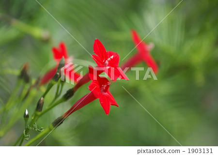 Scarlet grass red rice Scarlet grass red rice 1903131