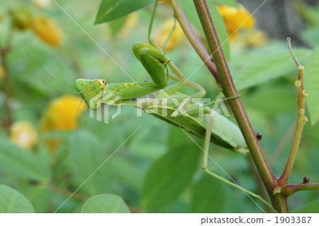 Harassis王子女 1903387