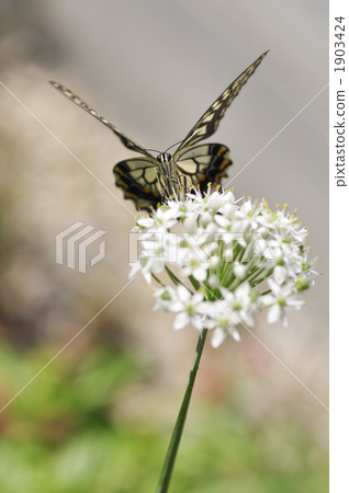 Swallowtail butterfly that sticks to a flower of a chrysanthemum 1903424