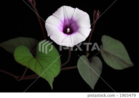 Sweet potato flowers Sweet potato flowers 1903479