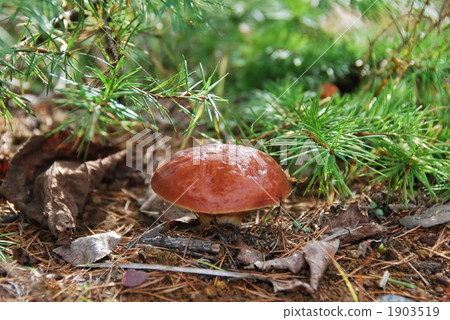 Wild mushrooms 1903519