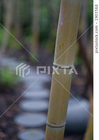 竹林 竹林 1903568