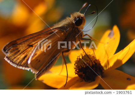 skipper butterfly, butterfly, butterflies 1903761