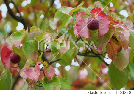 Fruit of Yamabote Fruit of Yamabote 1903830