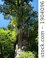 jomon sugi, yakushima cedar, kyushu 1904096