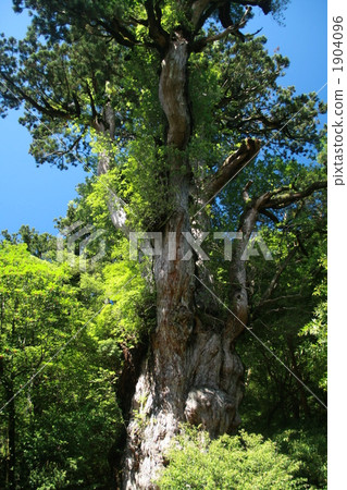 jomon sugi, yakushima cedar, kyushu 1904096