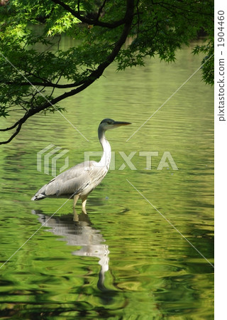 Gray heron Gray heron 1904460