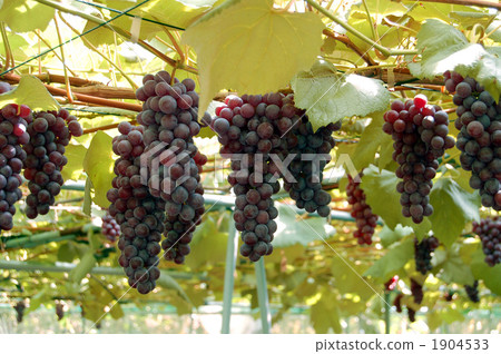 Delaware 1 Delaware 1 1904533