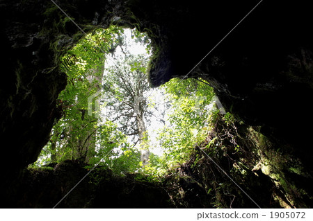 Heart in tree 1905072