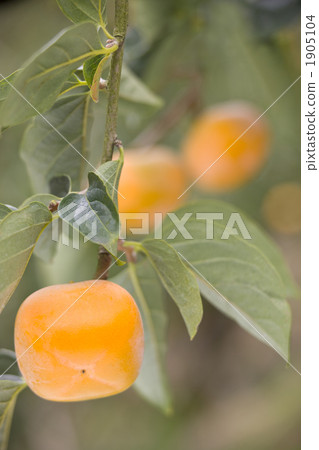 柿子 柿子 1905104