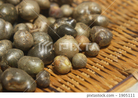 Bamboo grass Bamboo grass 1905111