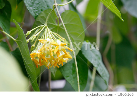 Yerecian Yerecian 1905165