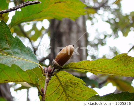 Konara銀杏 1905256