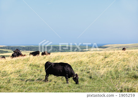 黑毛和牛 1905259