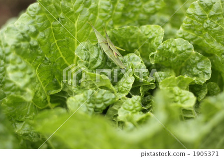 grasshopper, locust, oriental longheaded locust 1905371