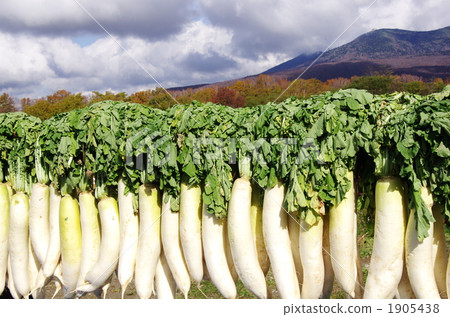 okiagetaira, dried daikon raddish, hakkoda 1905438