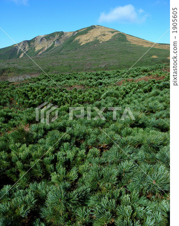 mt. kurikomayama, siberian dwarf pine, mountain 1905605